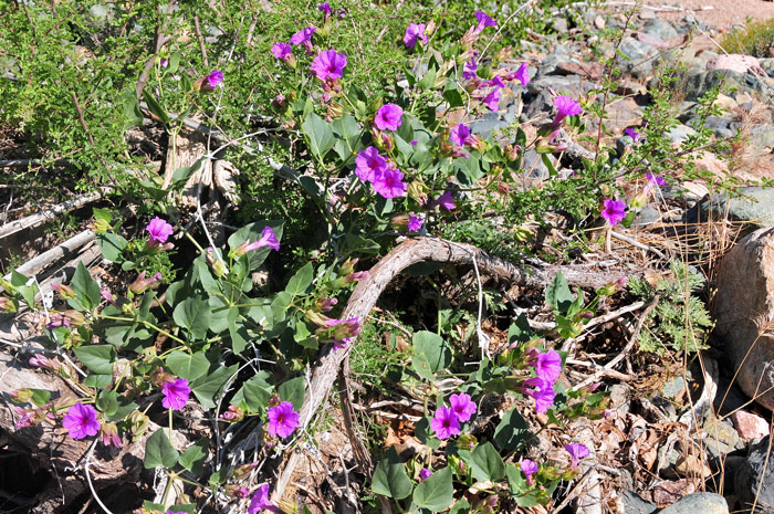 Mirabilis multiflora, Colorado Four O'clock